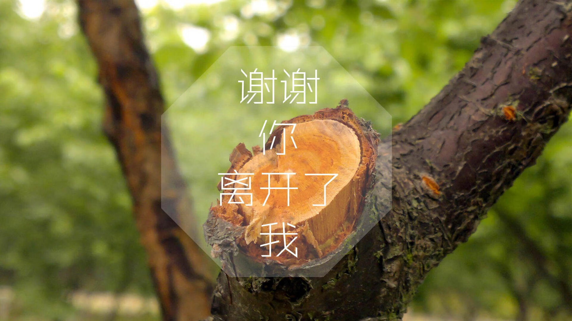 澳大利亚队如何通过团队赛制提高整体竞争力，澳大利亚球队分析