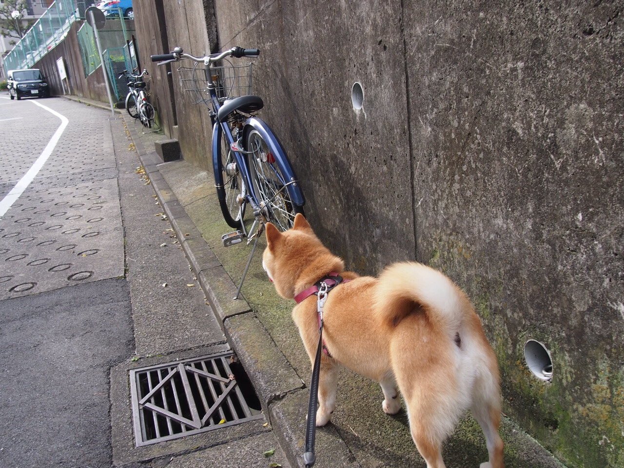 爱游戏电竞官网-哈伦赛后分享心路历程与训练细节，哈伦舞教学视频