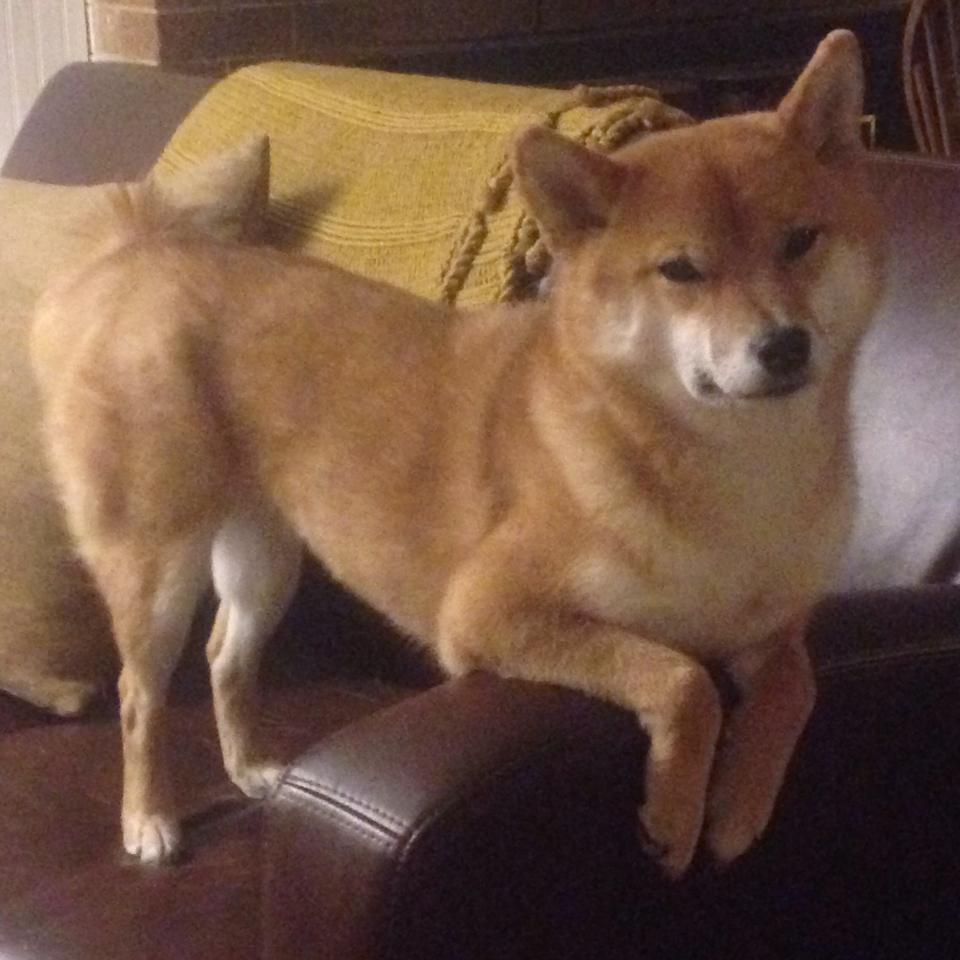 巴雷特：稳重的脚法和无畏的进攻使全黑队在压力下表现突出，巴雷特厉害吗