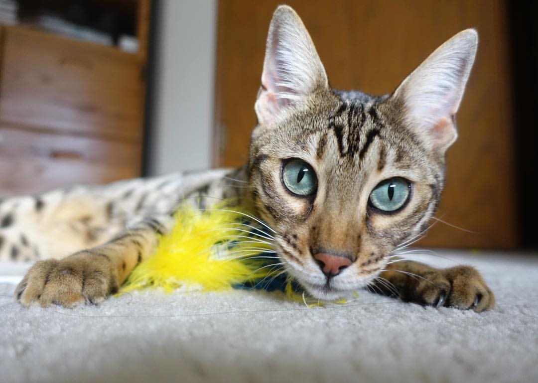 弗朗索瓦·霍尔茨豪伊泽:用个人实力成为南非队的战术发起点,弗雷德.霍伊尔