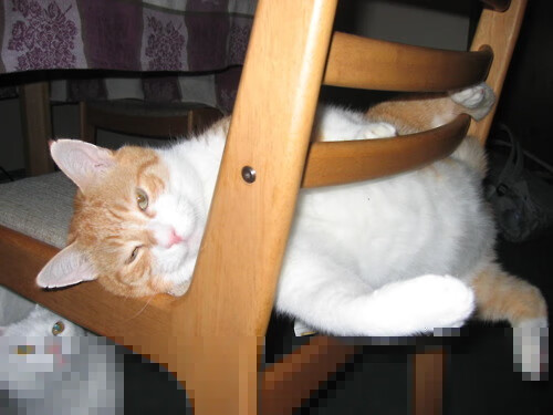 爱游戏下载-张雨霏个人泳池训练视频登热搜，张雨菲游泳照