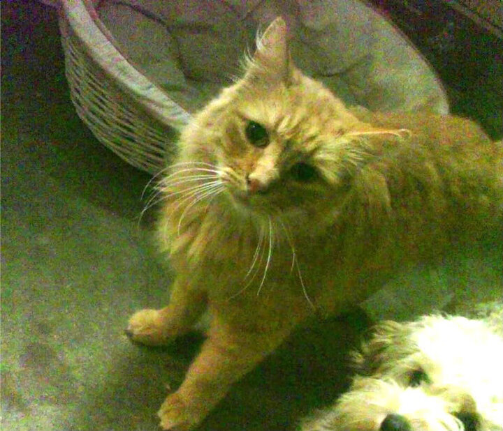 格林伍德的全能防守能力,助袋鼠队防线坚不可摧,格林伍德球员