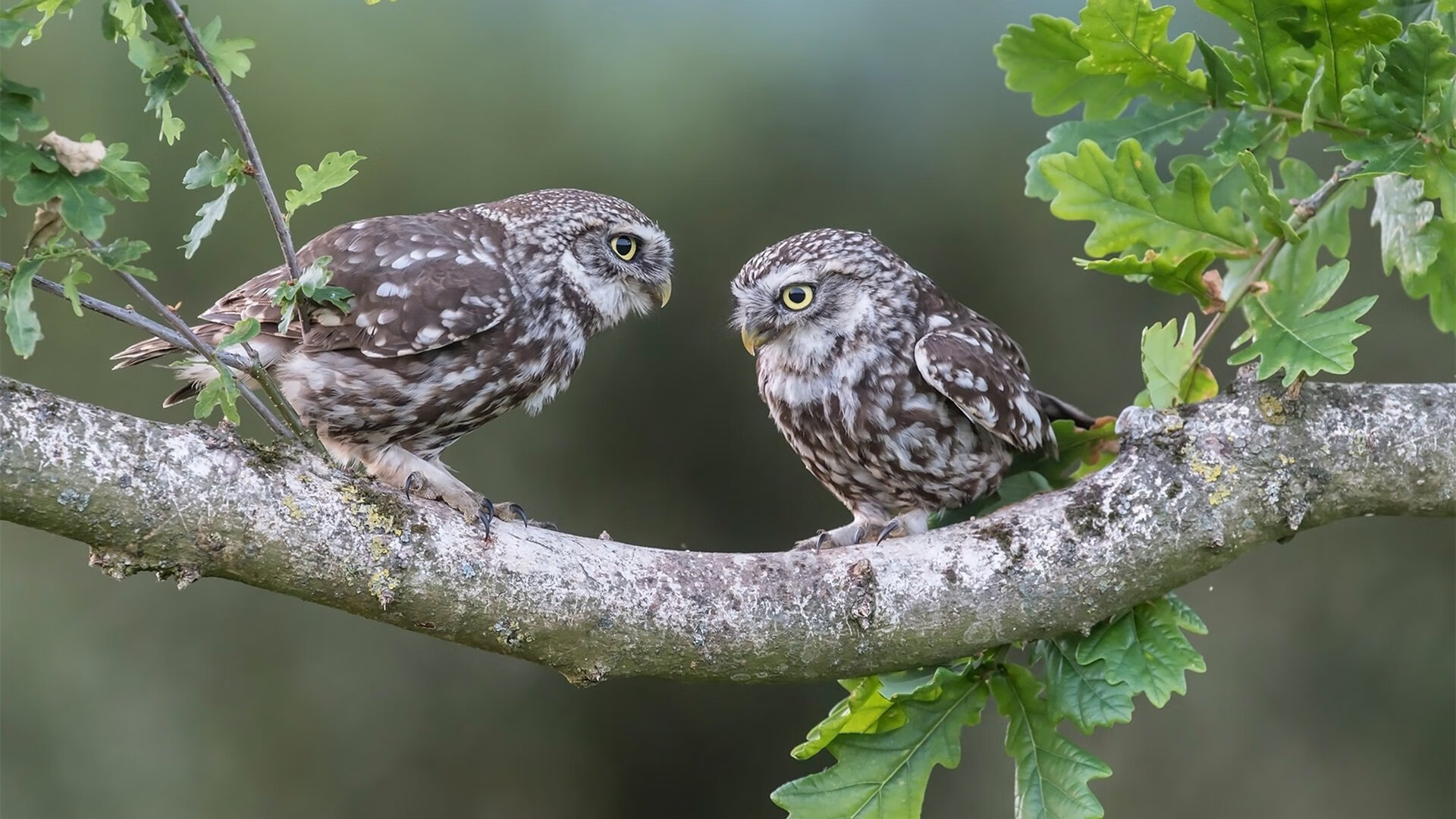 爱游戏下载-综合表现证明匈牙利水上项目整体实力依旧坚挺，匈牙利shona river