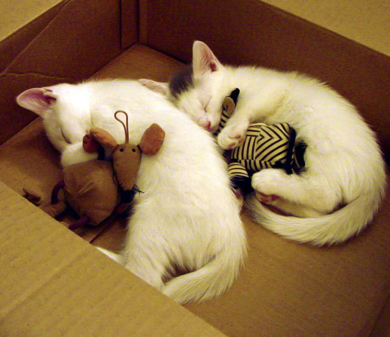 谷爱凌拍摄广告展现冬奥精神,谷爱凌祝福北京冬奥