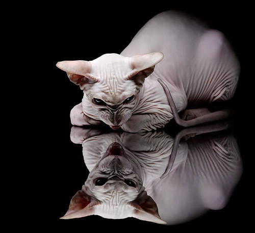 道格拉斯用速度与技巧双剑合璧，道格拉斯属于什么水平